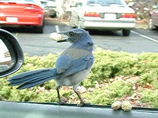 CarDoor.jpg (33982 bytes)