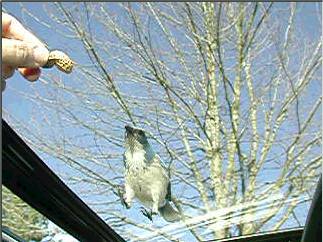 MoonRoof.jpg (23479 bytes)