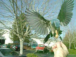 Peanut.jpg (24733 bytes)