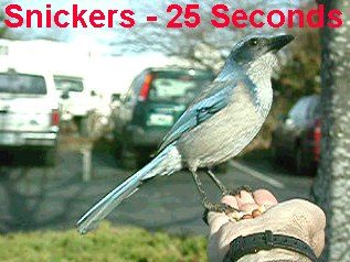 Snickers25.jpg (27065 bytes)