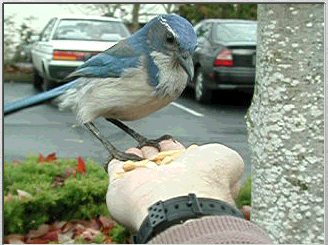 Snickersmovie2.jpg (25575 bytes)