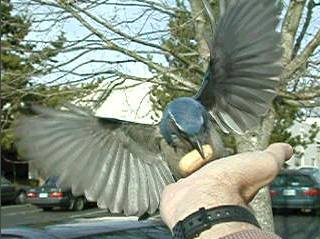 TreeSwoop.jpg (19811 bytes)